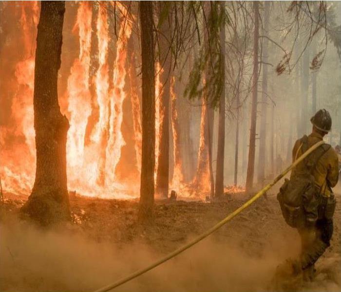 Trees in forest on fire and firefighter