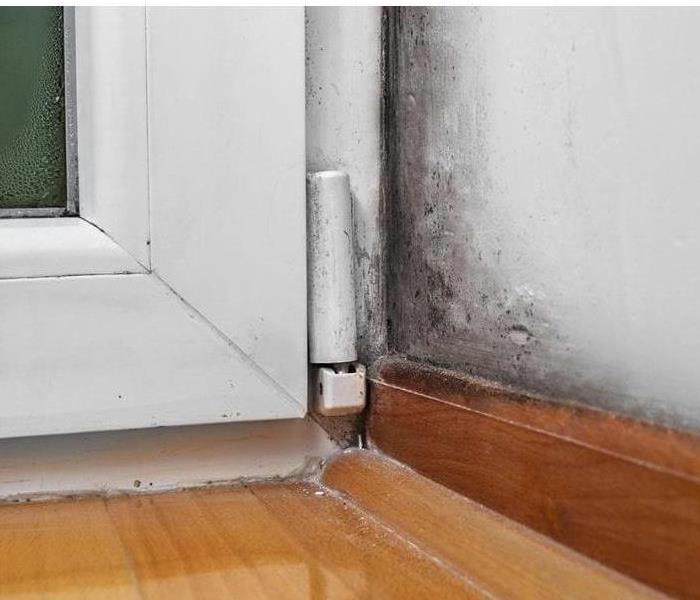 Picture Shows mold growth in a corner of a wall where it meets with an outside door.