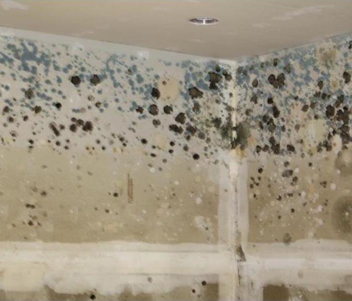 mold growing in drywall